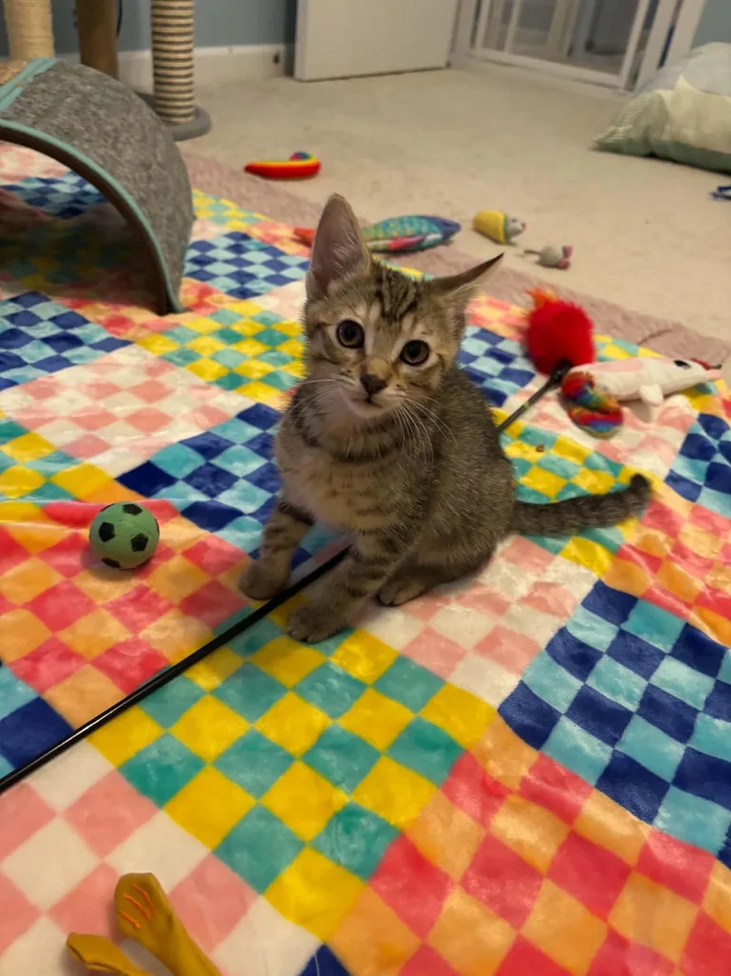 A baby small-sized female Tabby cat named Mimosa for adoption in Lawrenceville, GA