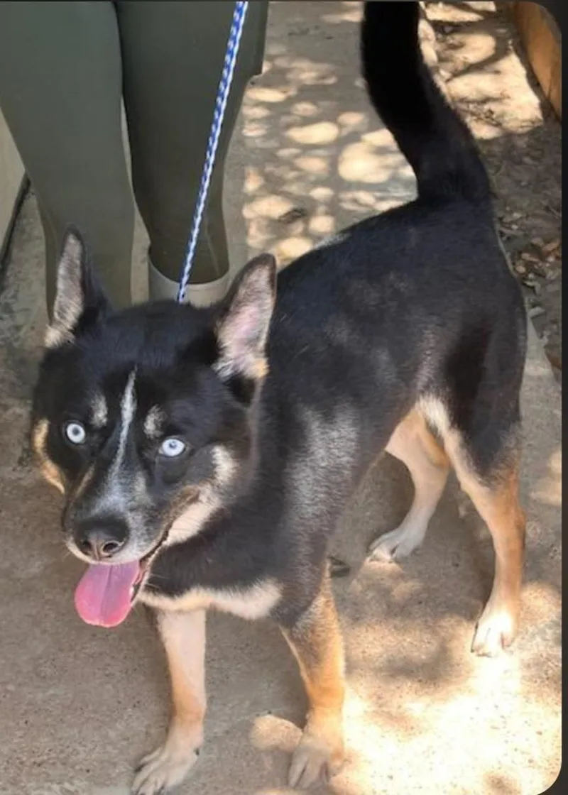 An adult medium-sized male Tricolor (Brown, Black, & White) Husky dog named Armani for adoption in Houston, TX