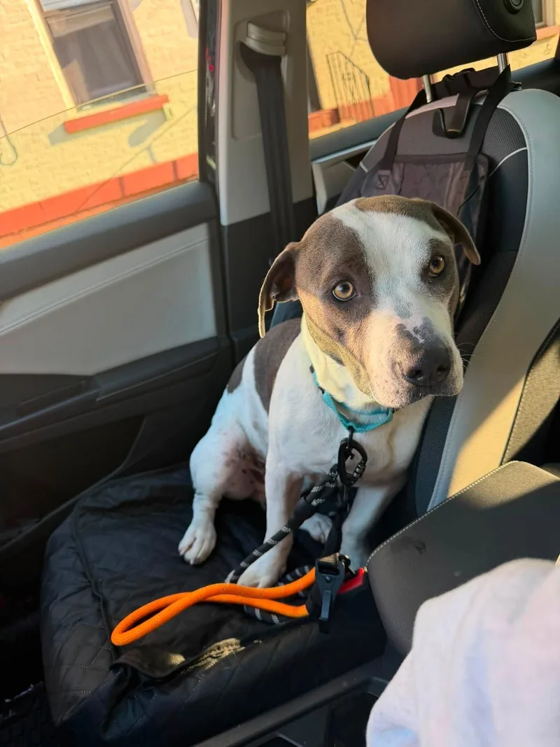 An adult medium-sized male Black Mixed Breed dog named Kenjaku for adoption in Cincinnati, OH