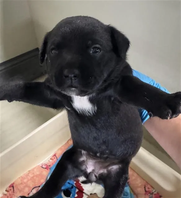 A baby small-sized female Pit Bull Terrier dog named Melon for adoption in Bakersfield, CA