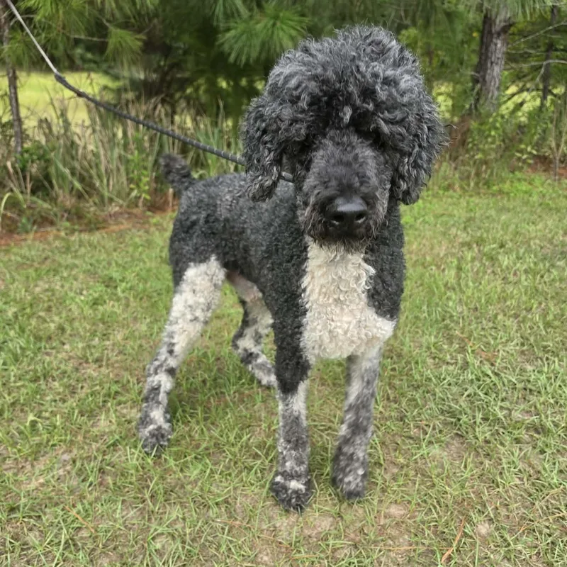 A senior medium-sized male Poodle dog named Finley for adoption in Foley, AL