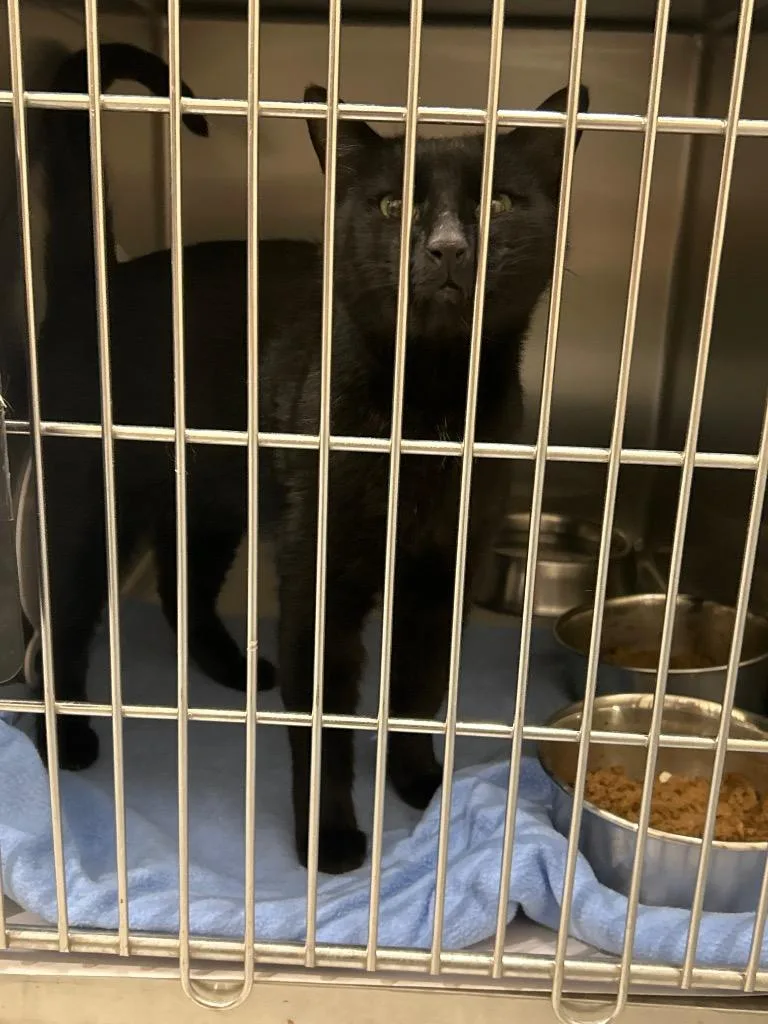An adult medium-sized male Domestic Short Hair cat named Jack for adoption in Winder, GA