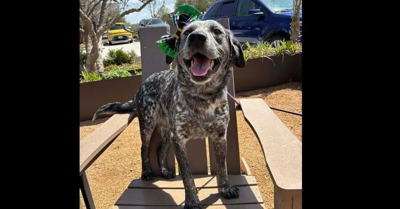 An adult medium-sized female Tricolor (Brown, Black, & White) Australian Cattle Dog / Blue Heeler dog named Stella for adoption in Dallas, TX