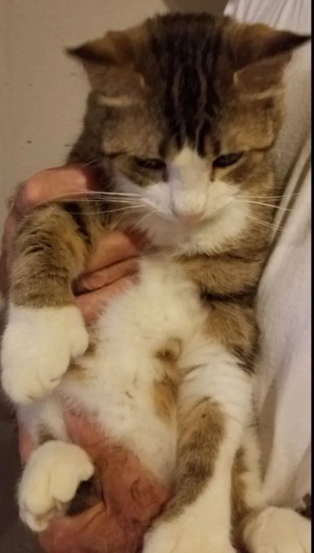 Captain Digits thumbnail 2