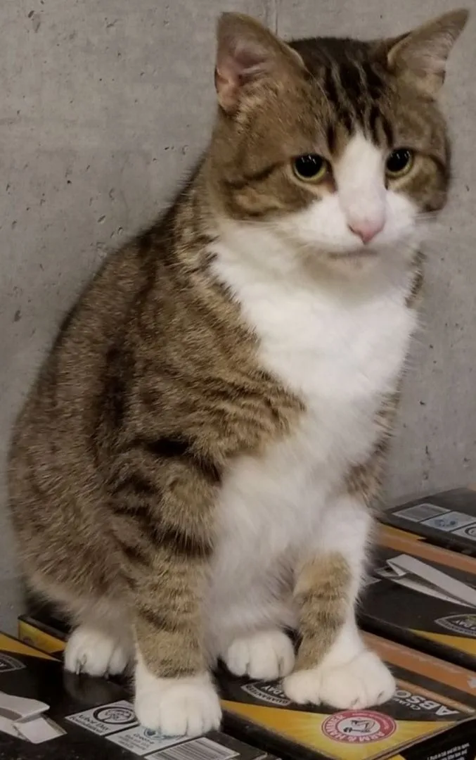 Captain Digits thumbnail 3