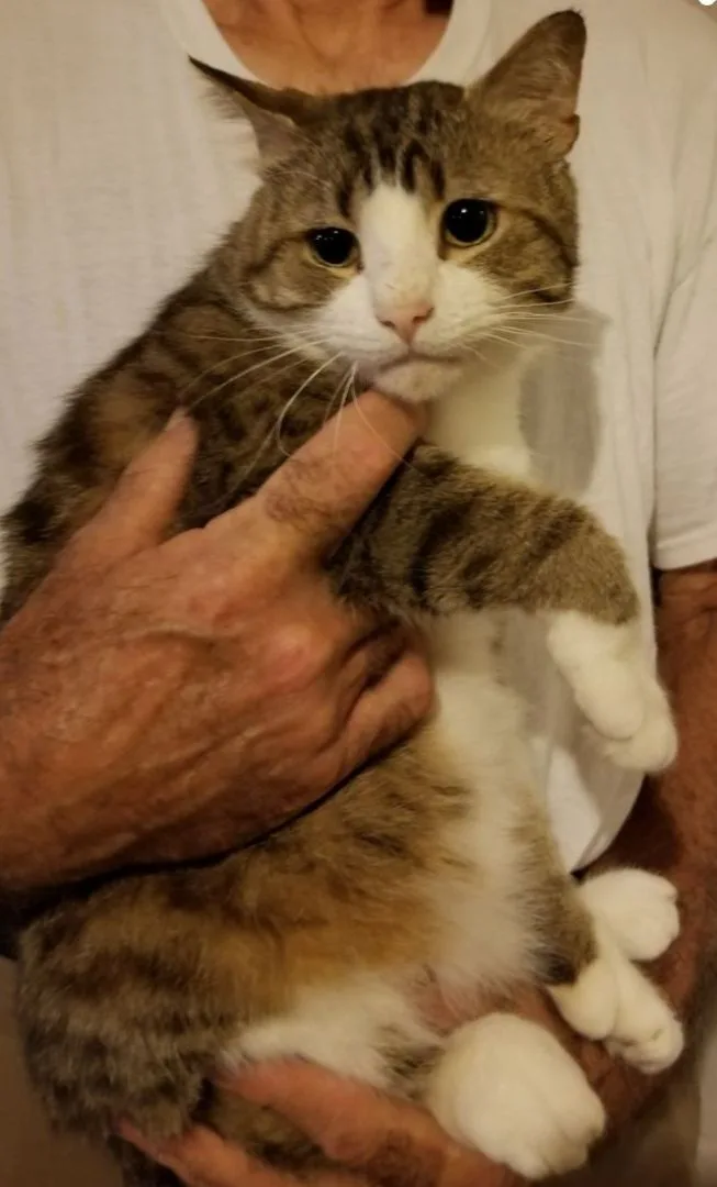 Captain Digits thumbnail 4