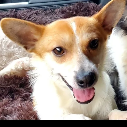 Charlie Brown & Poppy thumbnail 3