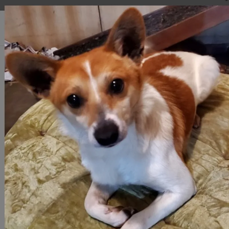 Charlie Brown & Poppy thumbnail 4