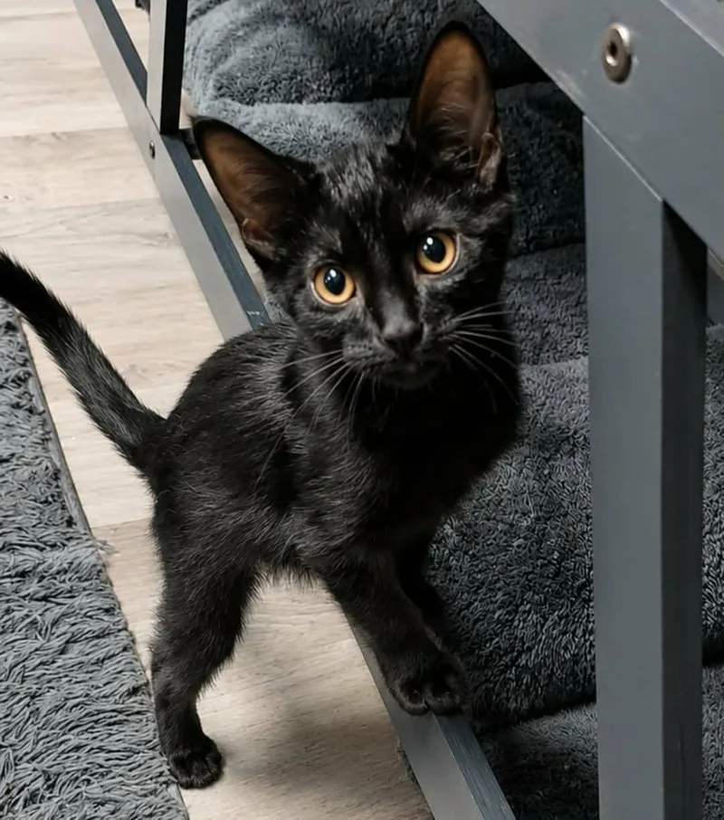 A baby medium-sized male Black Domestic Short Hair cat named Nugget for adoption in Orange, VA