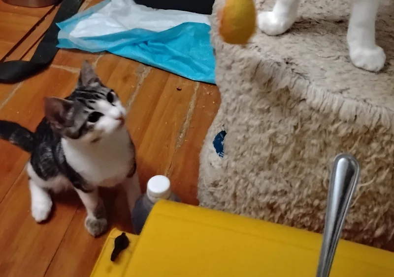 A baby medium-sized male Domestic Short Hair cat named Spike for adoption in Woodland, CA