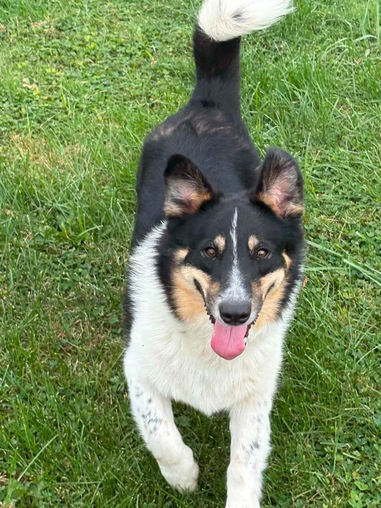 A young large-sized male Collie dog named Rover for adoption in Sprakers, NY