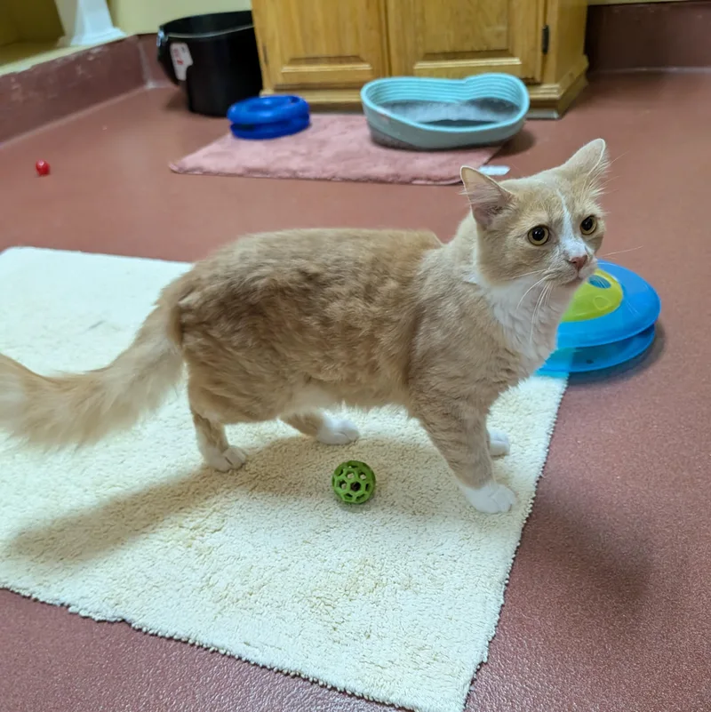 An adult medium-sized male Buff & White Domestic Medium Hair cat named Klaus for adoption in Accident, MD