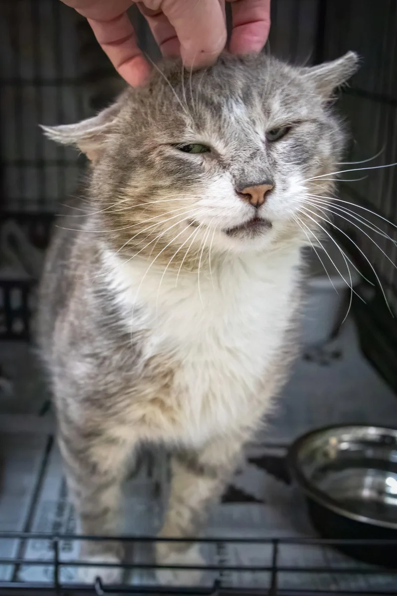 An adult large-sized male Tuxedo cat named Mittens for adoption in Greenville, DE