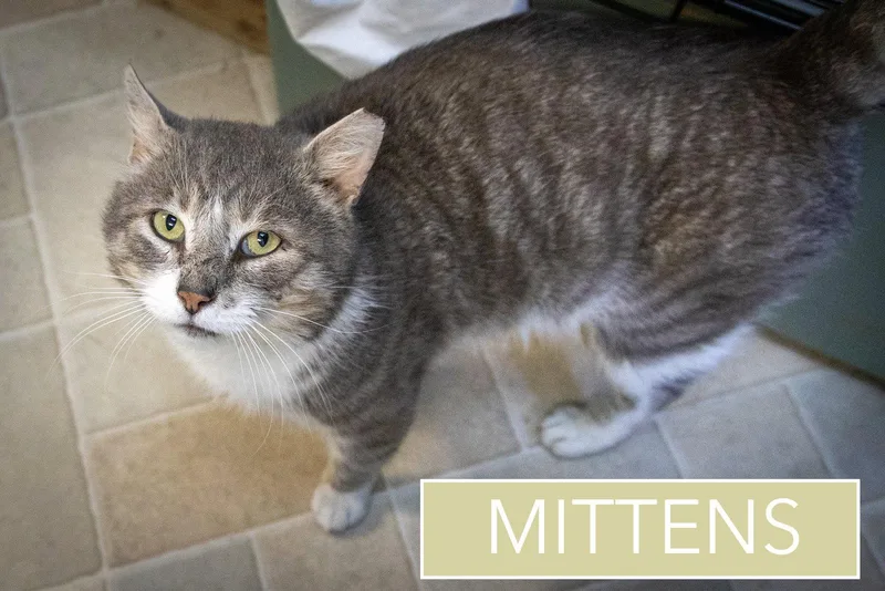 Mittens thumbnail 2