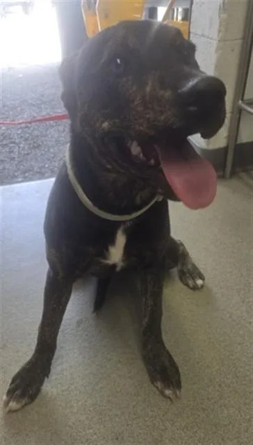 A young small-sized female Pit Bull Terrier dog named Carolina for adoption in San Bernardino, CA