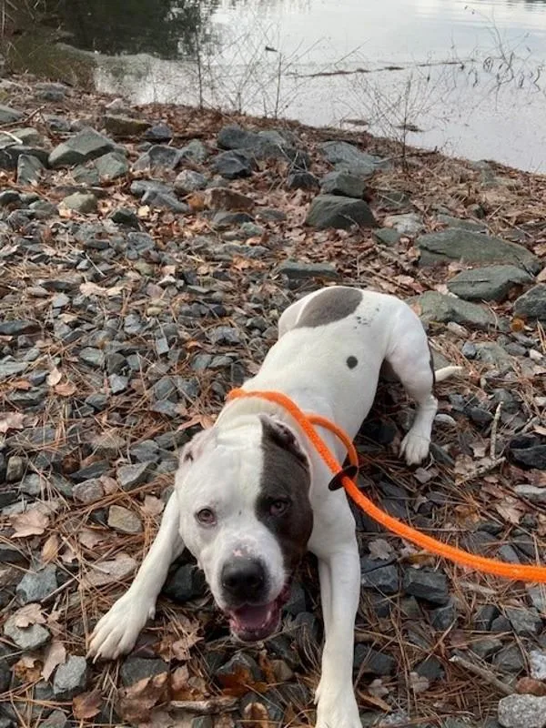 An adult large-sized male Pit Bull Terrier dog named Kilo for adoption in Virginia Beach, VA