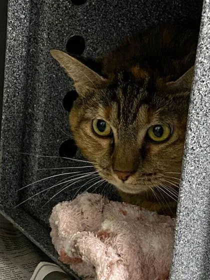 An adult large-sized female Domestic Short Hair cat named Purr Sunshine for adoption in Daytona Beach, FL