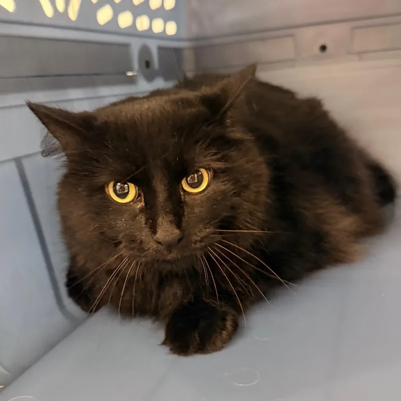 An adult large-sized female Domestic Long Hair cat named Kiwi for adoption in Indianapolis, IN