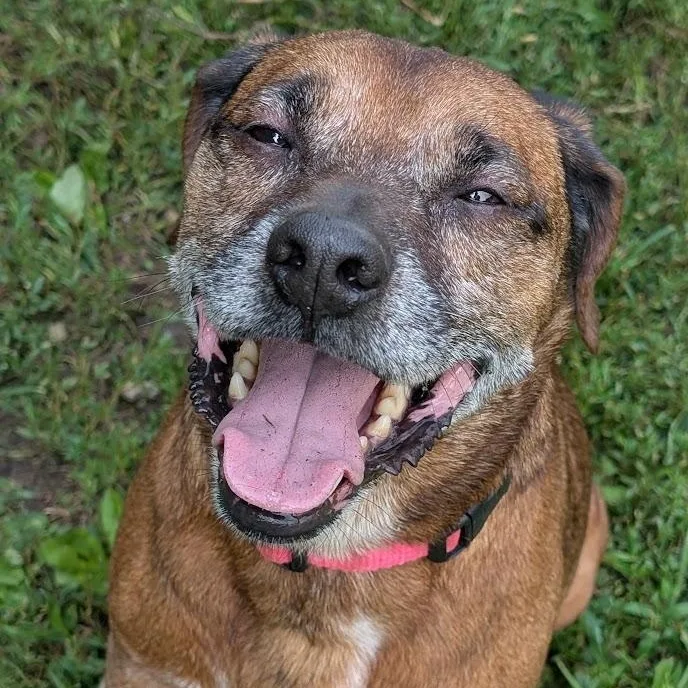 Scrappy