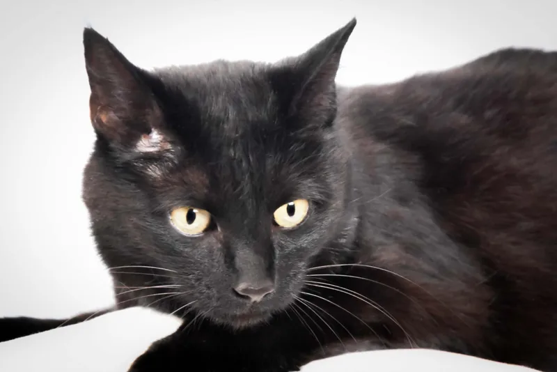 An adult small-sized female Domestic Short Hair cat named Binx for adoption in Loveland, CO