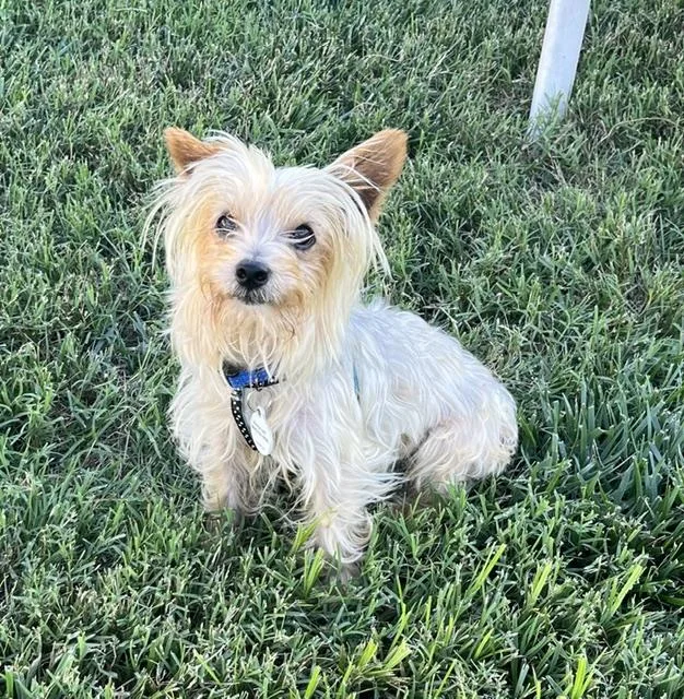 A young small-sized male Apricot / Beige Silky Terrier dog named Joey for adoption in Glen Allen, VA
