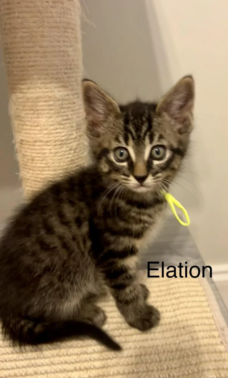 Elation thumbnail 2