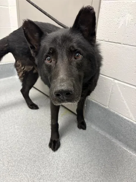 An adult large-sized male German Shepherd Dog dog named Deegan for adoption in Indianapolis, IN