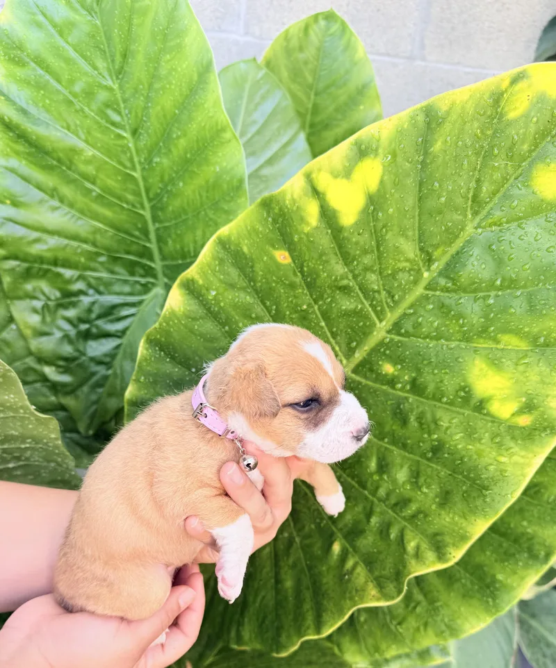 A baby small-sized female Apricot / Beige Chihuahua dog named Kendall for adoption in Lodi, CA