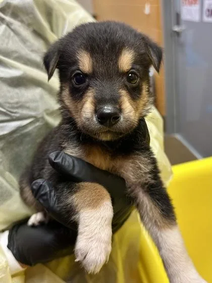 A baby large-sized male Mixed Breed dog named Nanuq for adoption in Wichita, KS