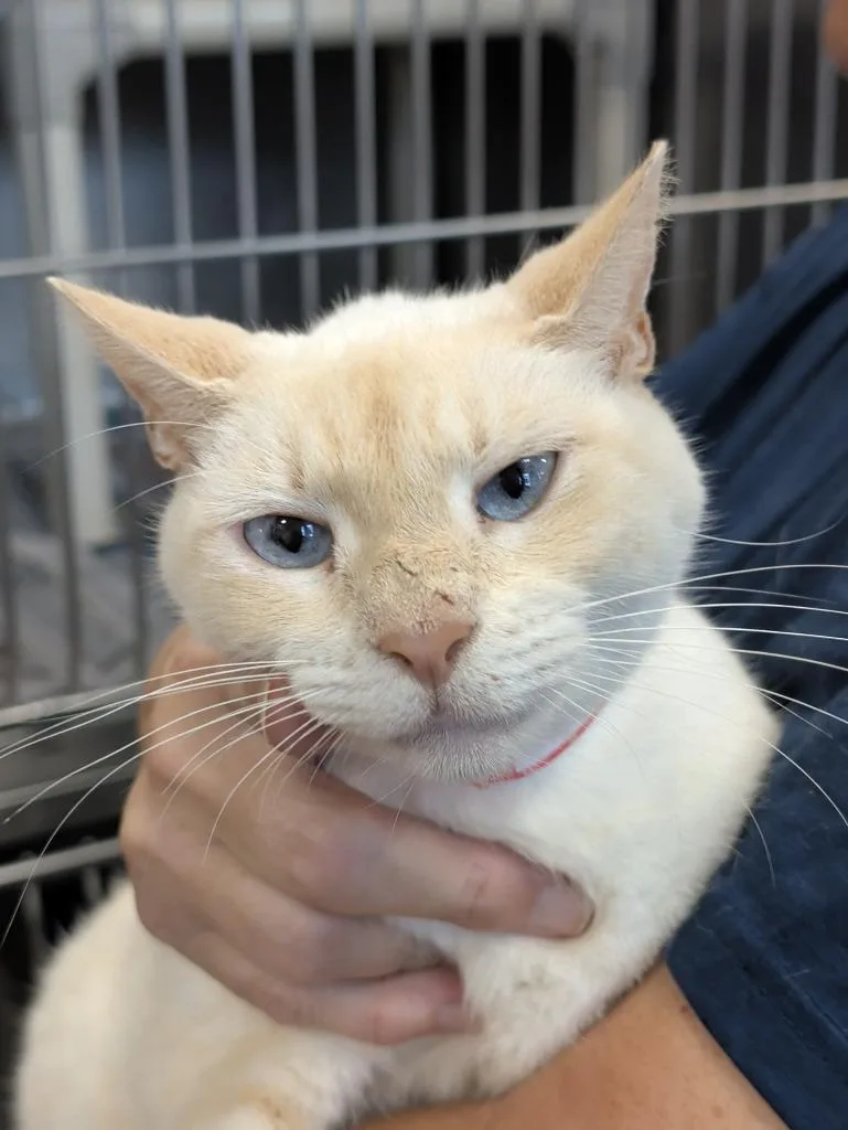 An adult medium-sized female Siamese cat named Angel Renee for adoption in Denham Springs, LA