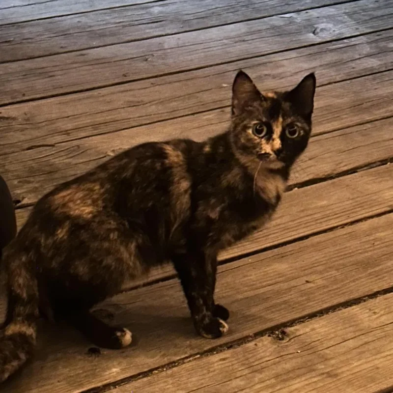 An adult medium-sized female Tortoiseshell Domestic Short Hair cat named Fishmarie for adoption in South Haven, MI