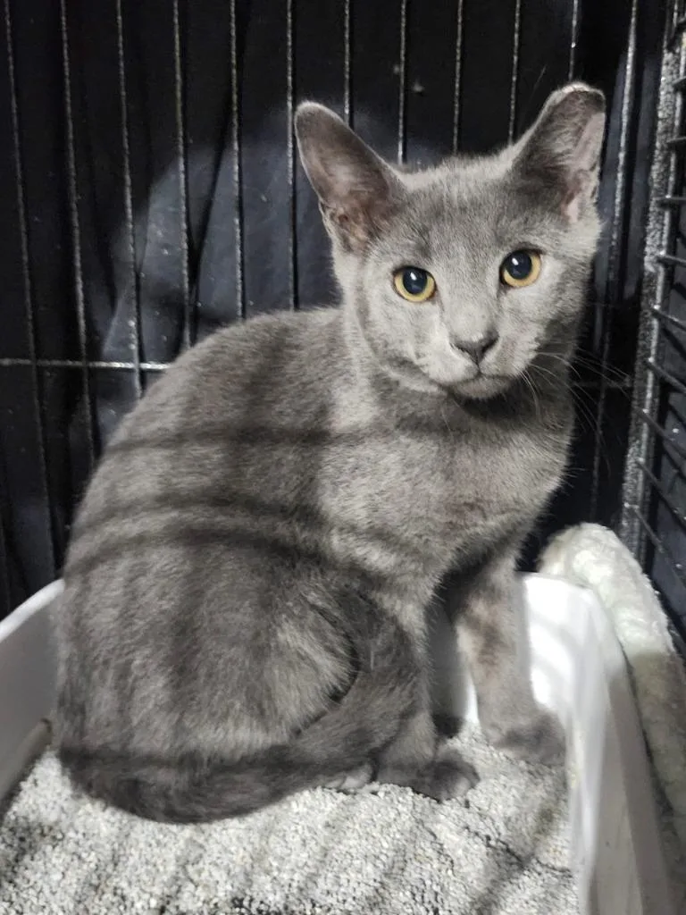 A baby medium-sized female Gray / Blue / Silver Domestic Short Hair cat named Lila for adoption in East Brunswick, NJ
