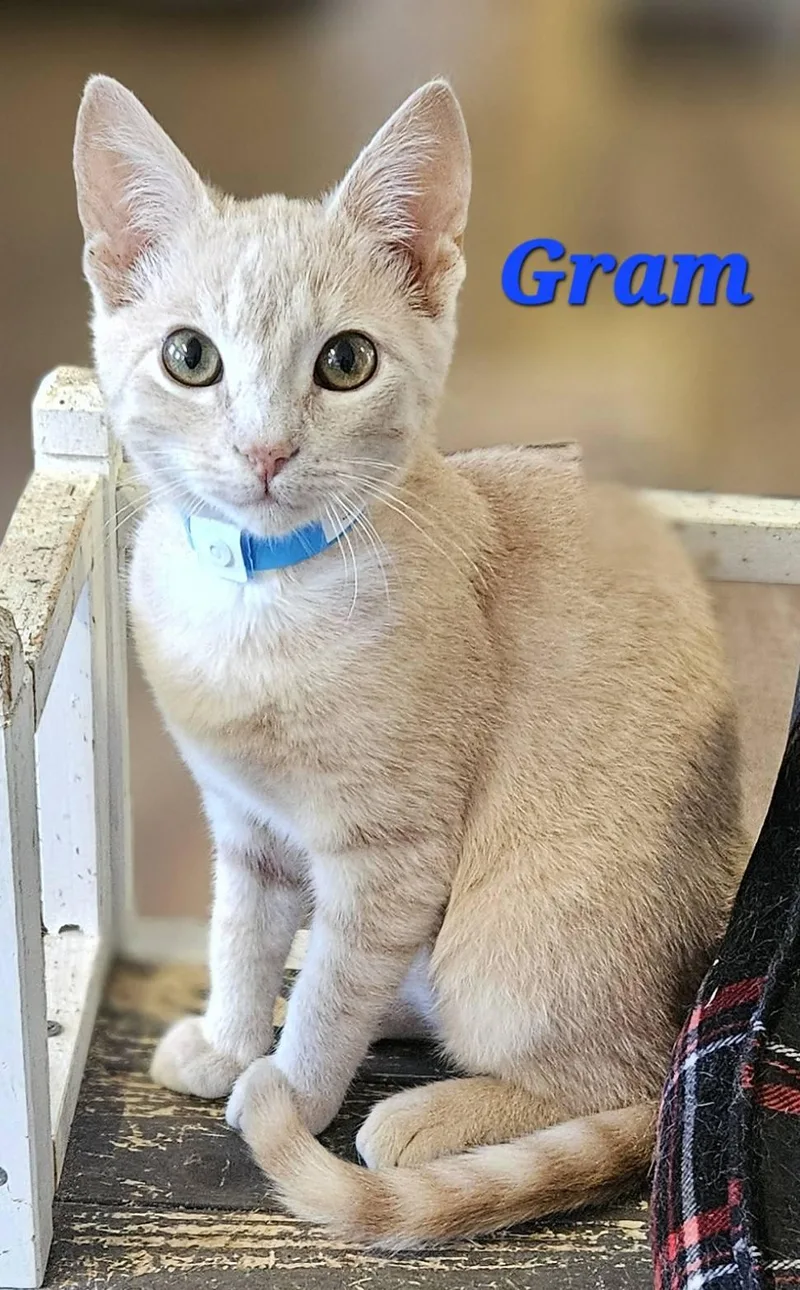 A young medium-sized male Buff / Tan / Fawn Domestic Short Hair cat named Gram for adoption in Macon, GA