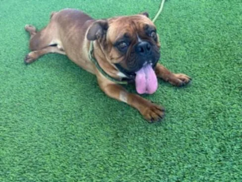 A young medium-sized male Boxer dog named Munchkin for adoption in Los Angeles, CA
