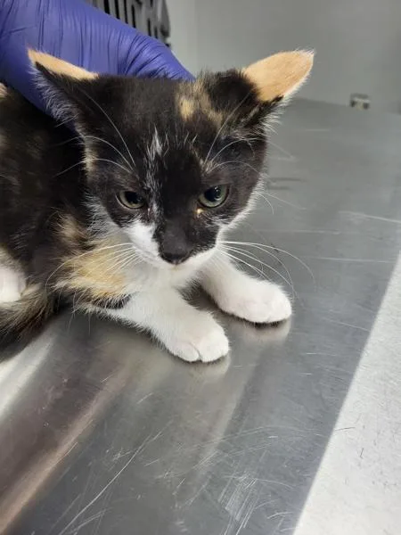 A baby small-sized female Domestic Short Hair cat named Pen  Annalese for adoption in Lawrenceville, GA