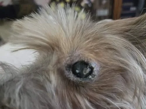 A senior small-sized female Bicolor Yorkshire Terrier dog named Angel for adoption in League City, TX