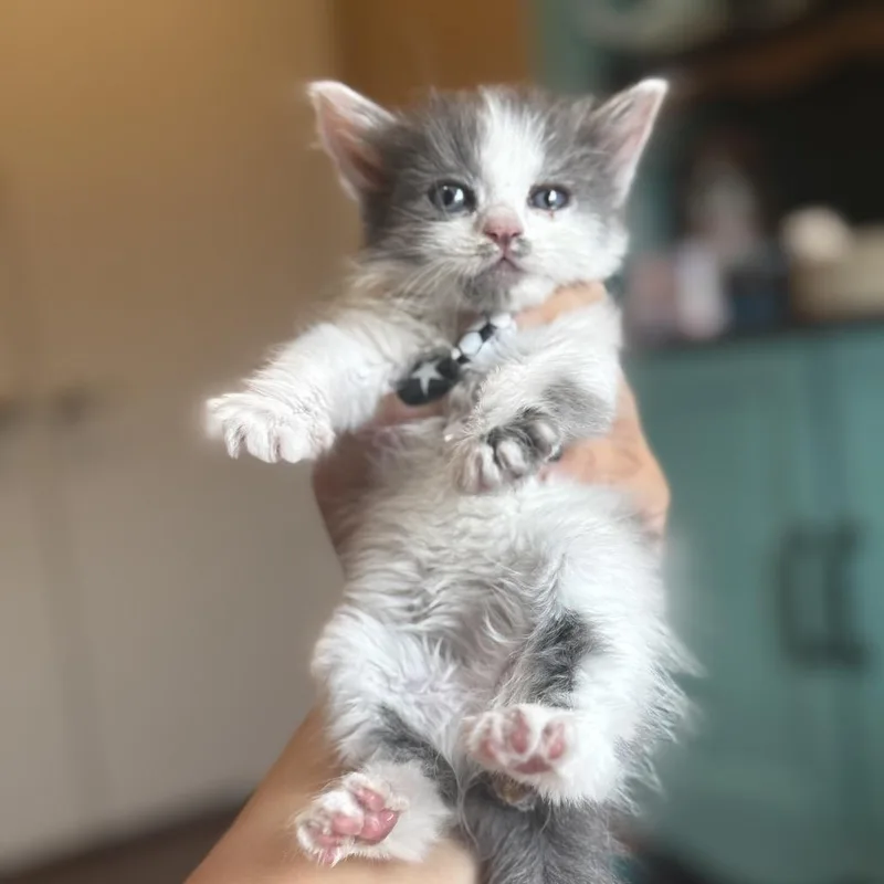 A baby small-sized female White Domestic Short Hair cat named Veruca for adoption in Calimesa, CA