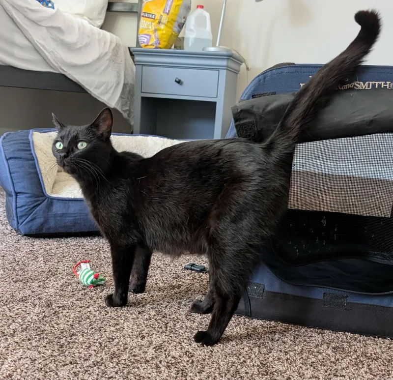 A young medium-sized female Black Domestic Short Hair cat named Velveeta for adoption in Elyria, OH