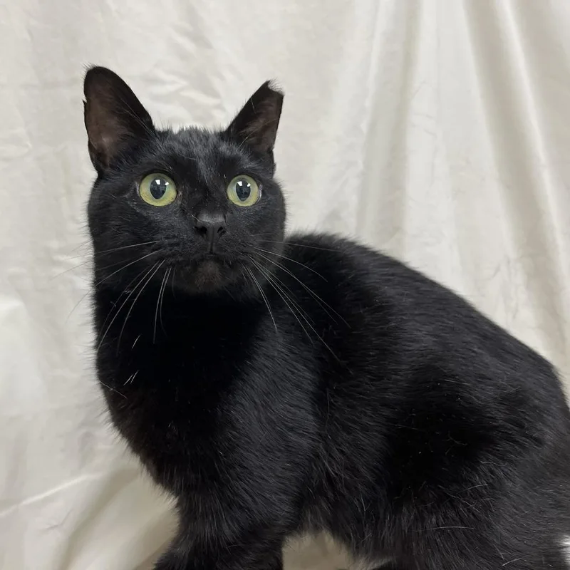 An adult medium-sized female Domestic Short Hair cat named Vestige for adoption in Verona, VA
