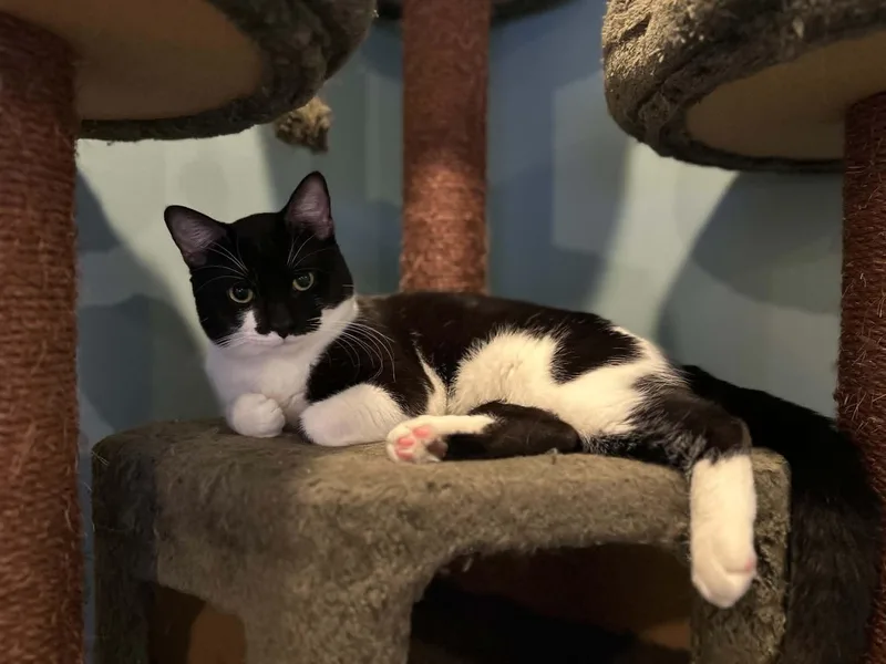 A baby medium-sized male Black & White / Tuxedo Domestic Short Hair cat named Oreo for adoption in Barrington Hills, IL