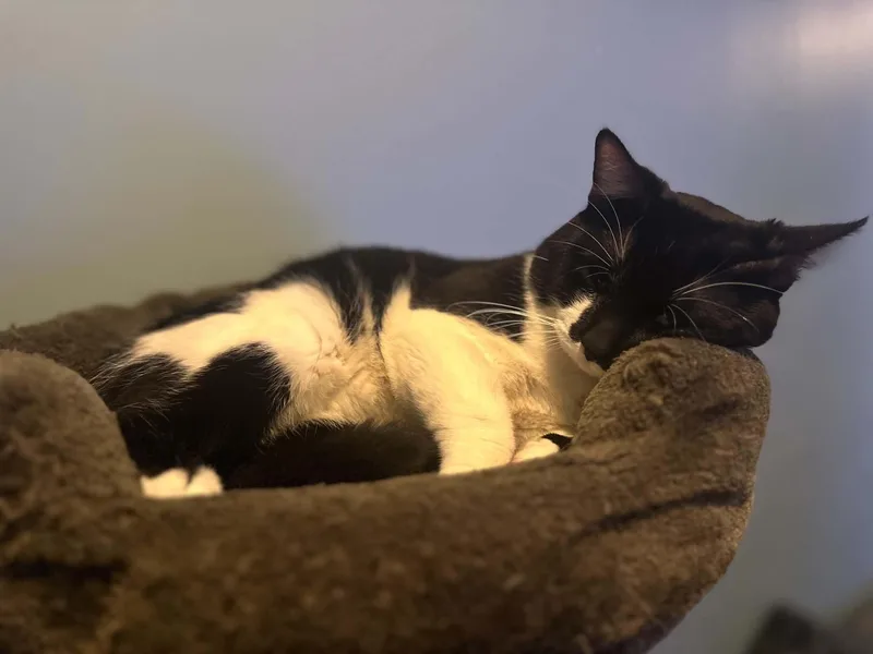 Oreo thumbnail 2