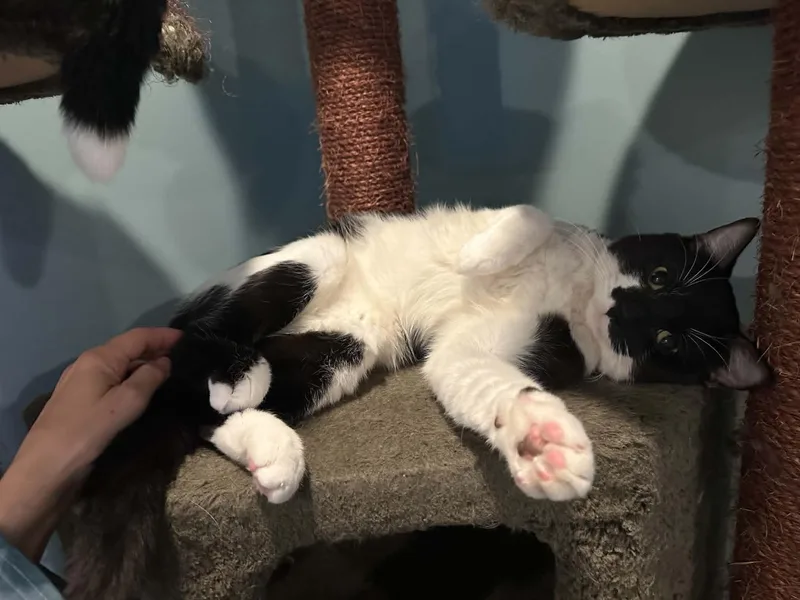 Oreo thumbnail 4