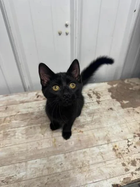 A baby medium-sized female American Shorthair cat named Wenzday for adoption in Morocco, IN