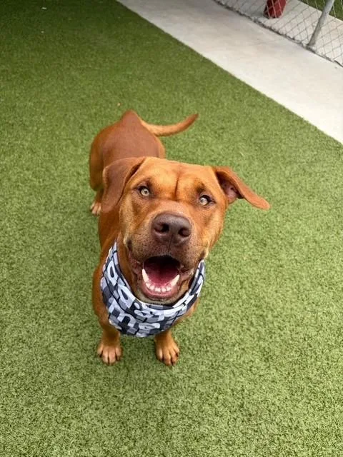 An adult medium-sized male Red / Chestnut / Orange Pit Bull Terrier dog named Mister for adoption in Fayetteville, AR