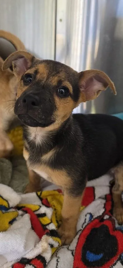 A baby small-sized female Terrier dog named Pip for adoption in Honolulu, HI