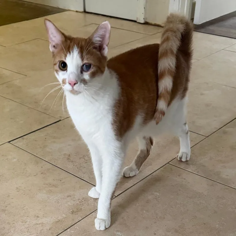A young small-sized male White Domestic Short Hair cat named Titus for adoption in Huntsville, AL
