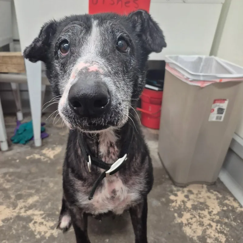 A senior medium-sized female Black Mixed Breed dog named Elena for adoption in Saint Marys, PA