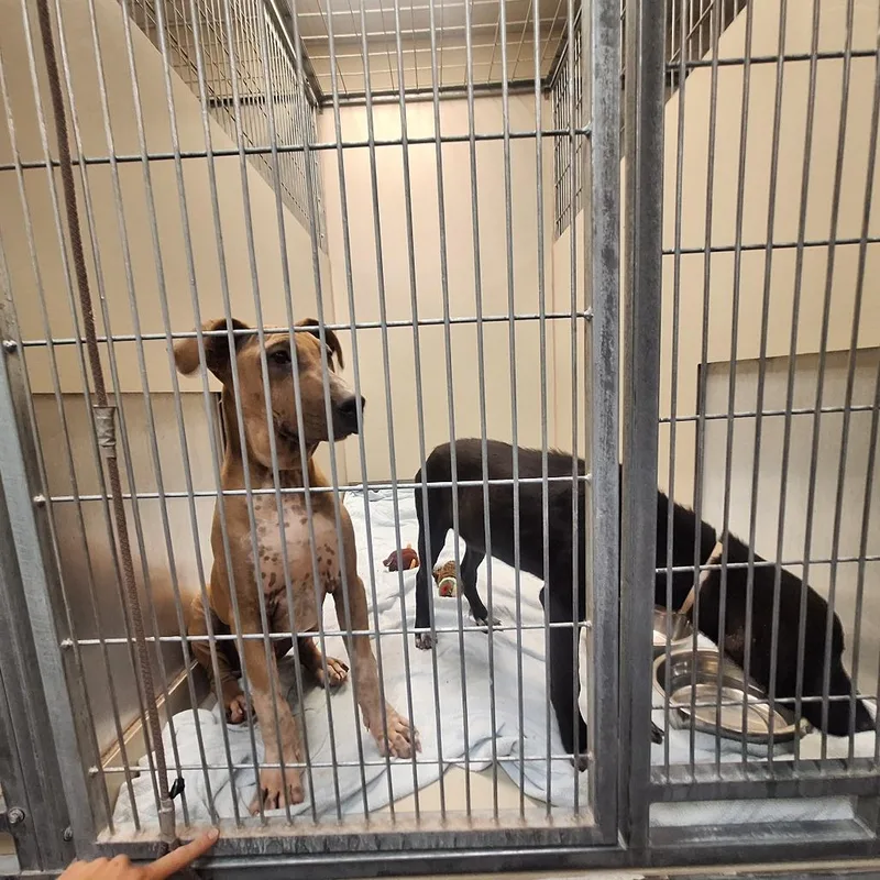 A young medium-sized male Yellow / Tan / Blond / Fawn Shar-Pei dog named Ricky for adoption in Flagstaff, AZ