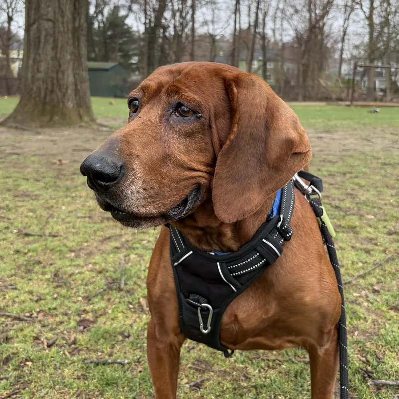 Penny Ruby Rose  thumbnail 6