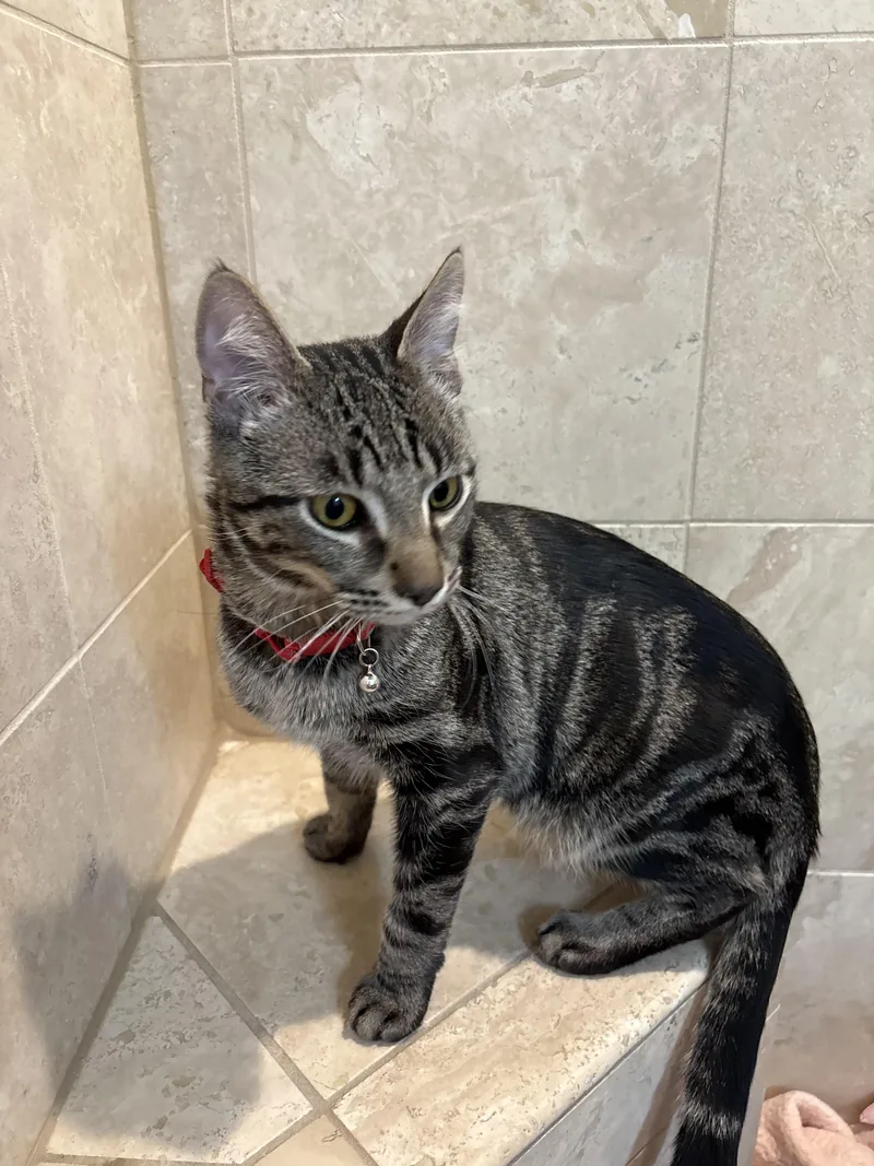 Snap & Pop thumbnail 4